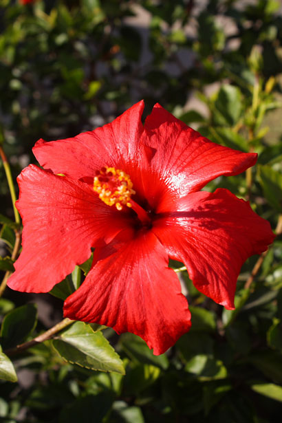 赤いハイビスカスの花 無料画像 Public Domain Pictures