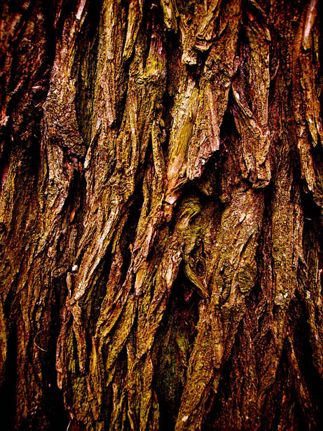 La corteza de los árboles Stock de Foto gratis - Public Domain Pictures