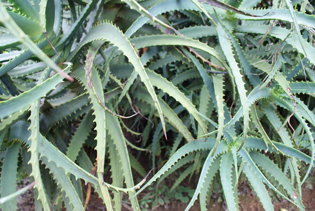 Свежие записи - Aloe tinctură pe vodcă în varicoză