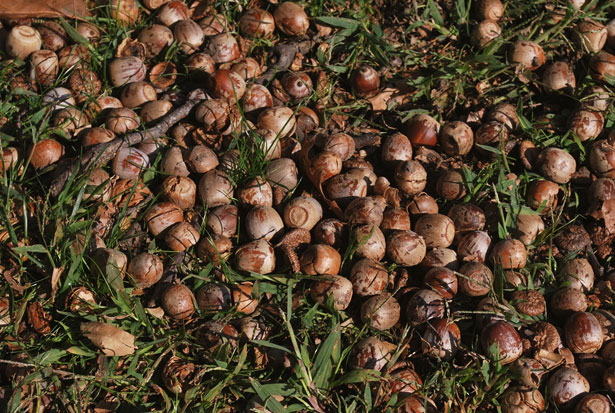 Image result for pile of acorns