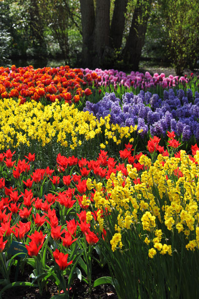 Varias flores de colores Stock de Foto gratis - Public Domain Pictures
