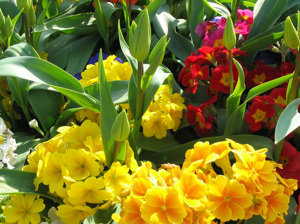 Varias flores Stock de Foto gratis - Public Domain Pictures