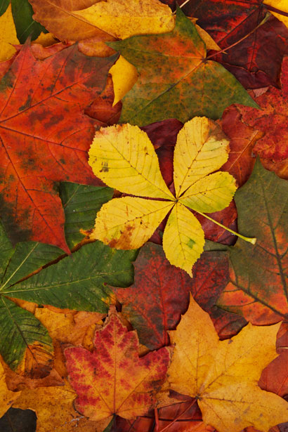 Autumn Leaves Pattern Free Stock Photo - Public Domain Pictures