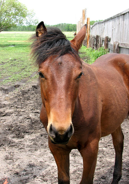 Bruin paard Gratis Stock - Public Domain Pictures