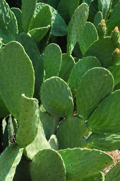 Cactus Opuntia Foto stock gratuita - Public Domain Pictures
