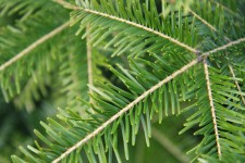 Filial de árvore spruce