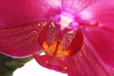 Orchid kwiat