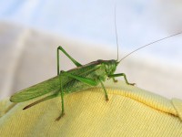Groene grasshopper