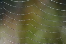 Spinne Netz mit Tau