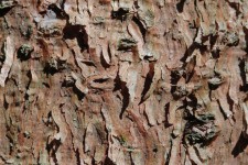 Brown träd bark