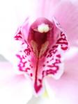 Pink orchid
