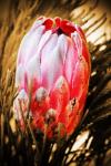 Protea flower