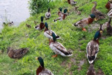 Mallard ducks