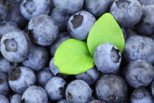 Blueberry Hintergrund