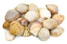 海shells