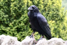 Zwarte crow