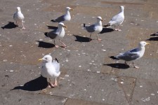 Group of seagulls