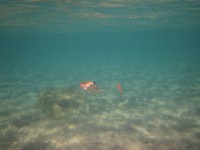 Mořská ryba pod vodou