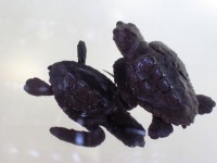 Baby turtles