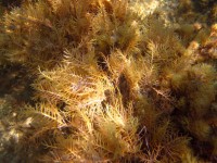Alge underwater