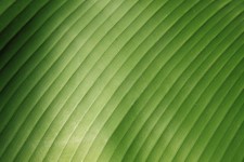 Banana leaf detail