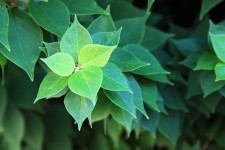 Fresche foglie verdi