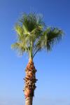 Palm Tree şi albastru sky
