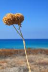 Dry Plant And Blue Sea