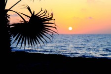 Palm boom op sunset