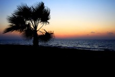 Palmy a moře při západu slunce