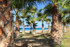 Palmen und Meer
