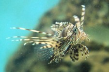 Red Lionfish