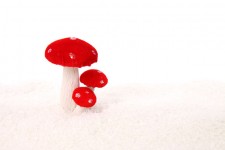 Mushrooms in snow