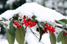 Cotoneaster in inverno