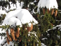 Coberto de neve fir cones