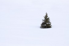 Solo árbol en la nieve