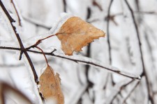 Bevroren bladeren in de winter