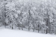 árvores cobertas de neve