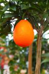 Croissante orange sur l'arbre