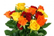 Barevné kytice růže