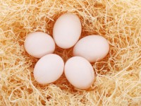 Vijf eieren