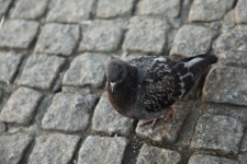Pigeon sur le trottoir