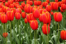 Czerwonym tle tulipan