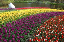 Tulipes colorées en Keukenhof