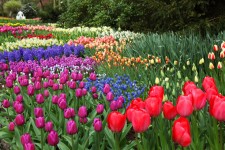 Fleurs de tulipes et jacinthes