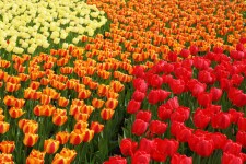 Sárga narancssárga és piros tulipánok