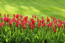 Ligne de tulipe rouge