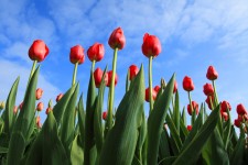 Tulpen tegen de blauwe hemel