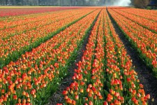 Kleurrijke tulp veld