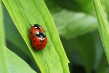 Ladybird mating